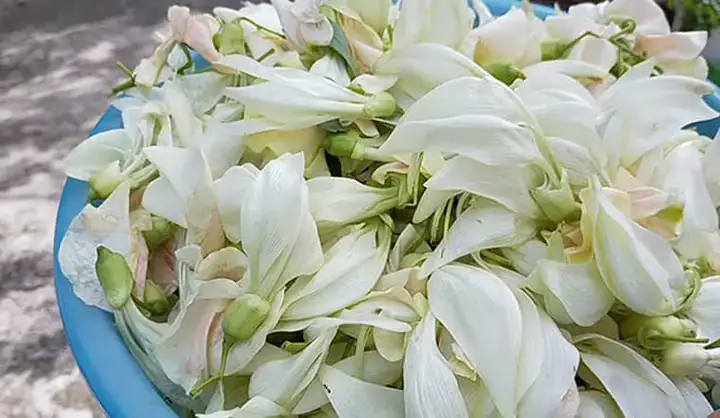 Ăn Bông So Đũa Có Tốt Không? Phân Tích Toàn Diện Về Lợi Ích Và Cảnh Báo