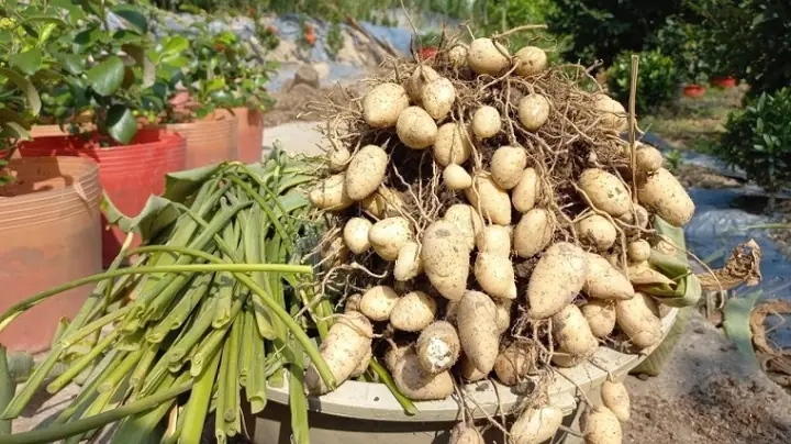 Bà Bầu Ăn Củ Lùn Được Không? Cách Chế Biến An Toàn Và Bổ Dưỡng