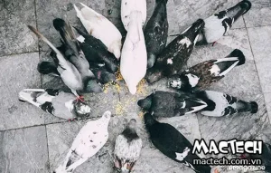 Bồ Câu An Gạo Được Không