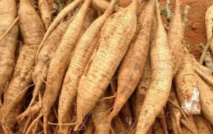 Bột Sắn Dây Làm Từ Gì