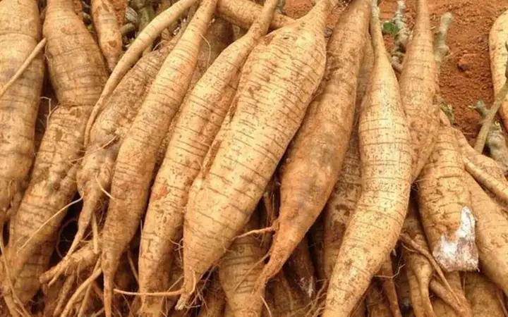 Bột Sắn Dây Làm Từ Gì