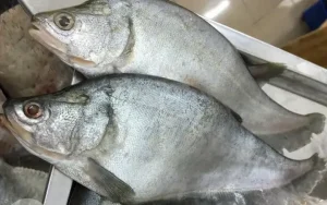Review Bún Cá Ngừ Nha Trang: Món Ăn Biểu Tượng Của Việt Đảo