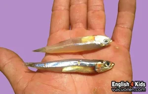 Cá Cơm Tiếng Anh Là Gì