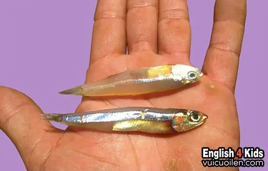 Cá Cơm Tiếng Anh Là Gì