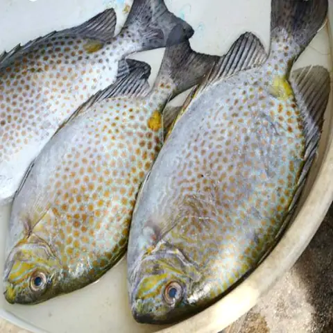 Cá Dìa Bao Nhiêu Tiền 1kg