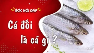 Cá Đối Là Gì? Tổng Tất Tần Tật Từ Đặc Điểm Đến Món Ngon