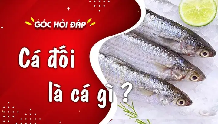 Cá Đối Là Gì? Tổng Tất Tần Tật Từ Đặc Điểm Đến Món Ngon