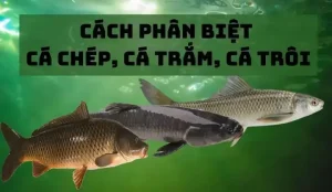 Cá Gáy Và Cá Chép: Hướng Dẫn Phân Biệt Từ A Đến Z