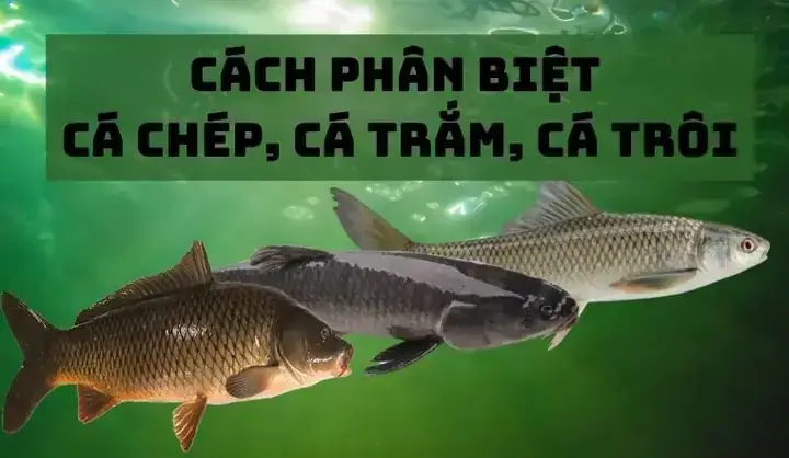 Cá Gáy Và Cá Chép: Hướng Dẫn Phân Biệt Từ A Đến Z