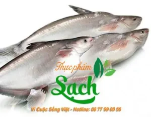Giá Cá Hú Bao Nhiêu 1kg? Cẩm Nang Mua Cá Tươi Ngon Từ A Đến Z