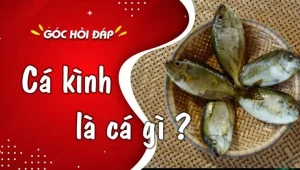 Cá Kình Là Gì? Thông Tin Chi Tiết Về Loài Cá Biển