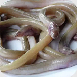 Cá Sụn Sịn Là Cá Gì