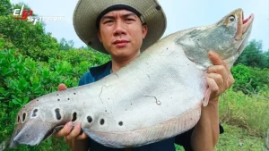 Cá Thác Lác Nước Ngọt Hay Mặn