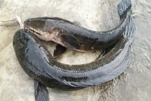 Cá Tràu Là Cá Gì