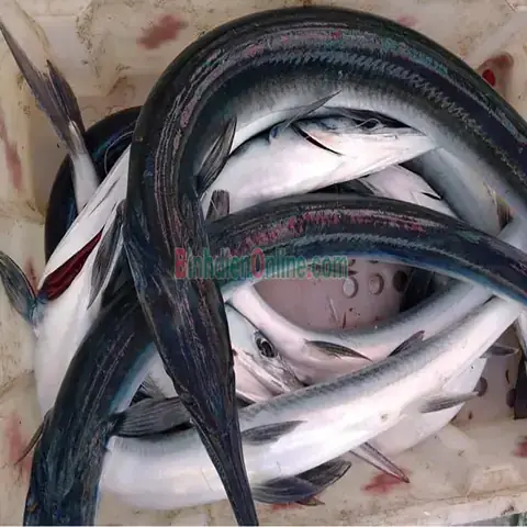 Giá Cá Xương Xanh 1kg: Top 5 Lựa Chọn Mua Uy Tín Nhất