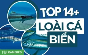 Cẩm Nang Chọn Cá Biển Ngon: 10 Loài Hấp Dẫn Nhất Việt Nam
