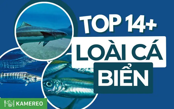 Cẩm Nang Chọn Cá Biển Ngon: 10 Loài Hấp Dẫn Nhất Việt Nam