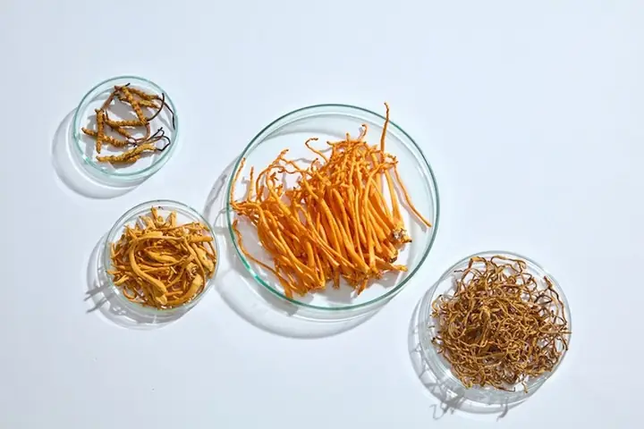 Hướng Dẫn Toàn Tập Cách Chế Biến Đông Trùng Hạ Thảo Tươi Đúng Cách