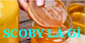 Cách Làm Con Giống Scoby Tại Nhà: Quy Trình Chi Tiết