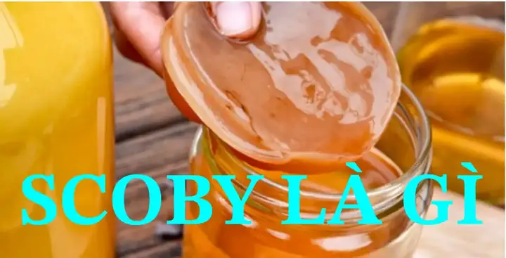 Cách Làm Con Giống Scoby Tại Nhà: Quy Trình Chi Tiết