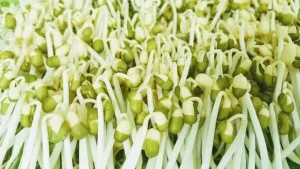 Cách Làm Giá Đỗ Số Lượng Nhiều Tại Nhà: Hướng Dẫn Chi Tiết Từ A Đến Z