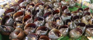 Cách Làm Ốc Nướng Tiêu Đen Thơm Ngon, Chuẩn Vị Nhà Hàng
