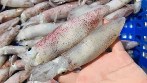 Cách Làm Sạch Mực Trứng Đúng Chuẩn: Hướng Dẫn Chi Tiết Từ A Đến Z