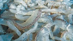 Cách Làm Sứa Hết Mặn