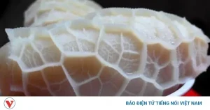 Cách Làm Trắng Sách Bò Tại Nhà: Khử Mùi, Giữ Giòn Không Dùng Hóa Chất