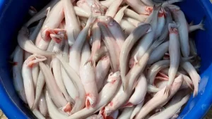 Cách Nấu Cá Khoai Không Bị Nát