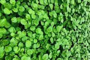 Cách Nhặt Rau Cải Xoong Chuẩn Sạch Từ A Đến Z