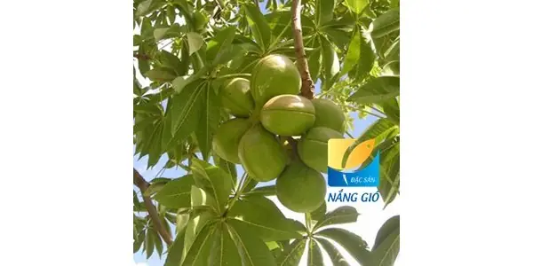 Cách Sử Dụng Mủ Trôm Đúng Cách: Hướng Dẫn Chi Tiết Từ A Đến Z
