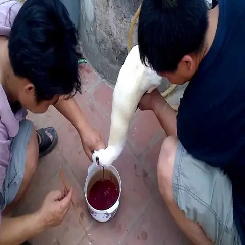 Cắt Tiết Vịt Ở Cổ