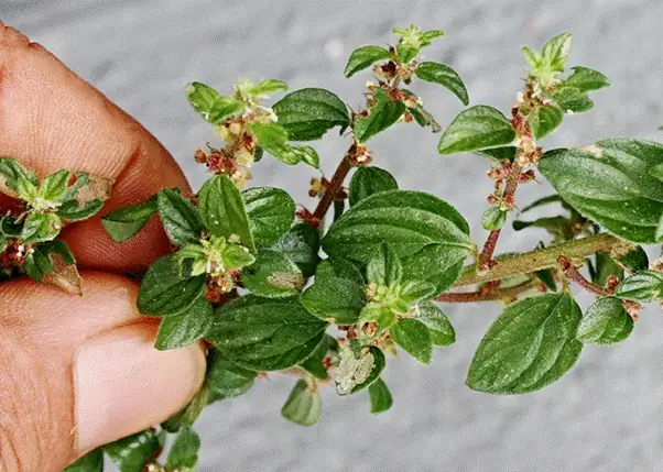 Cây Bọ Mắm Có Mấy Loại