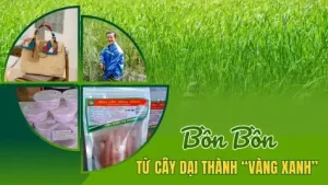 Cây Bồn Bồn Là Gì? Hướng Dẫn Chi Tiết Từ Nhận Diện Đến Ứng Dụng Thực Tế