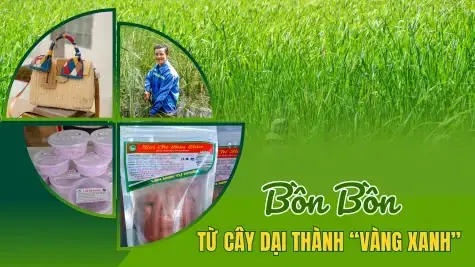 Cây Bồn Bồn Là Gì? Hướng Dẫn Chi Tiết Từ Nhận Diện Đến Ứng Dụng Thực Tế