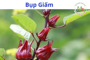 Bụp Giấm Có Mấy Loại? Tổng Hợp Chi Tiết Từ A Đến Z