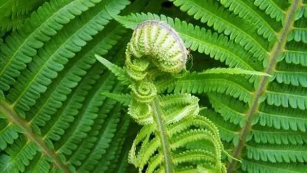 Cây Dương Xỉ Ăn Được Không
