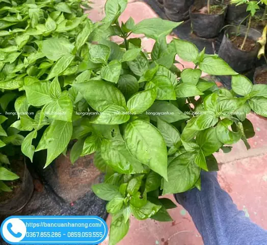 Cây Lá Cẩm Nấu Xôi Cây Lá Cẩm Nấu Xôi