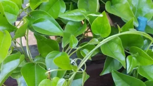 Sương Sâm Lá Láng: Cẩm Nang Toàn Diện Về Đặc Điểm, Công Dụng Và Cách Trồng