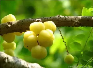 Chùm Ruột Ngâm Rượu Có Tác Dụng Gì? Hướng Dẫn Chi Tiết Từ A Đến Z
