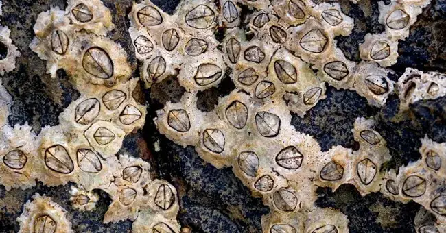 Con Hà Có Ăn Được Không? Từ A Đến Z Về An Toàn Thực Phẩm Con Hà Có Ăn Được Không? Từ A Đến Z Về An Toàn Thực Phẩm