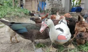 Con Vịt Và Con Ngan
