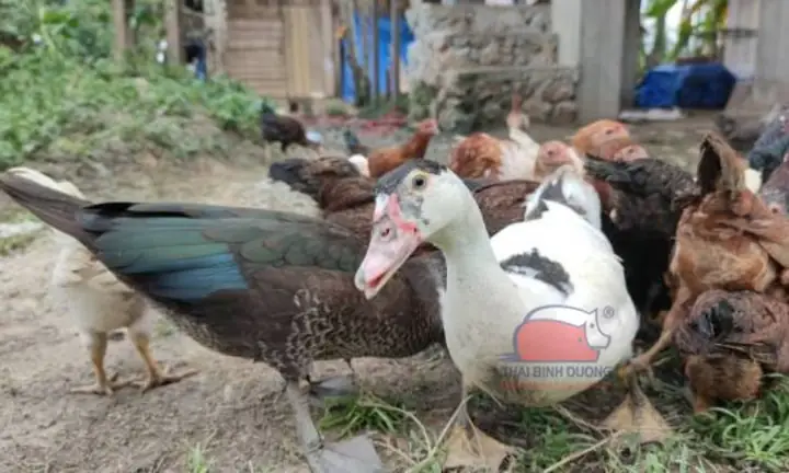 Con Vịt Và Con Ngan