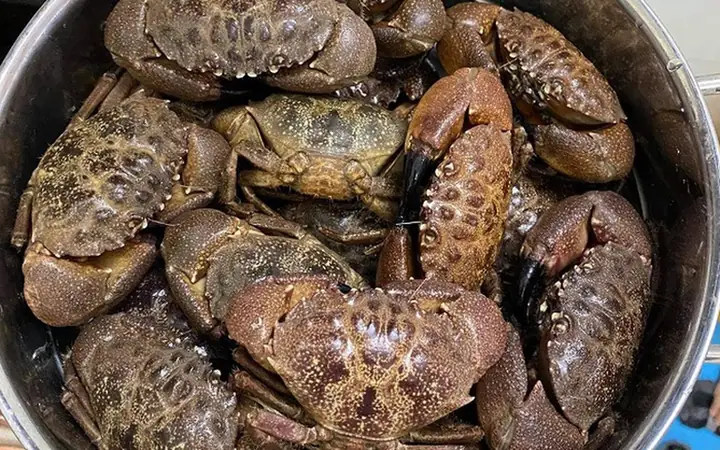 Cù Kỳ Là Con Gì