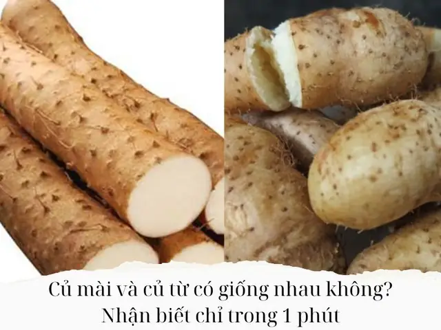 Củ Mài Và Củ Từ: Phân Biệt Chi Tiết Và Ứng Dụng Thực Tế