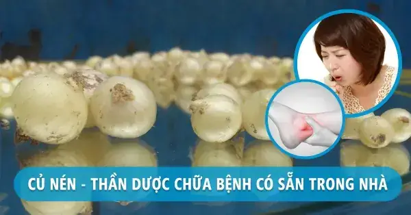 Củ Nén Kỵ Với Gì