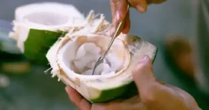 Cùi Dừa Non Có Tác Dụng Gì? Tổng Hợp 6 Lợi Ích Sức Khỏe & Làm Đẹp Thực Tế