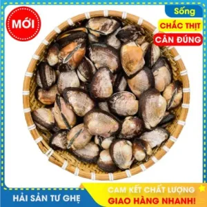 Danh Sách Các Loại Sò Biển