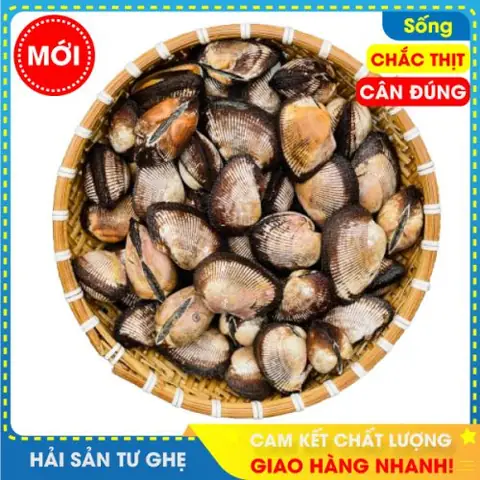 Danh Sách Các Loại Sò Biển Danh Sách Các Loại Sò Biển